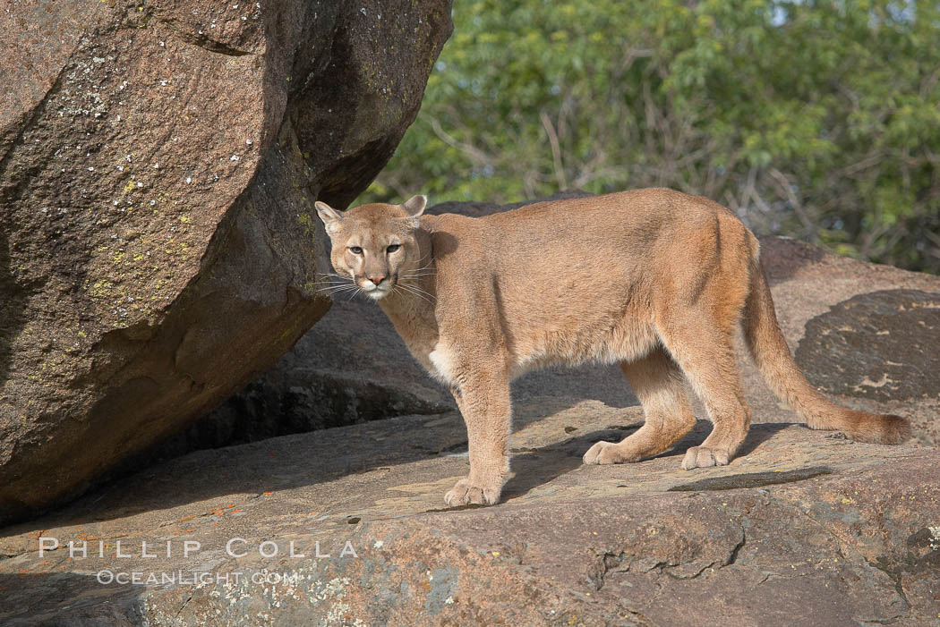 Mountain lion, Sierra Nevada foothills, Mariposa, California., Puma concolor, natural history stock photograph, photo id 15811