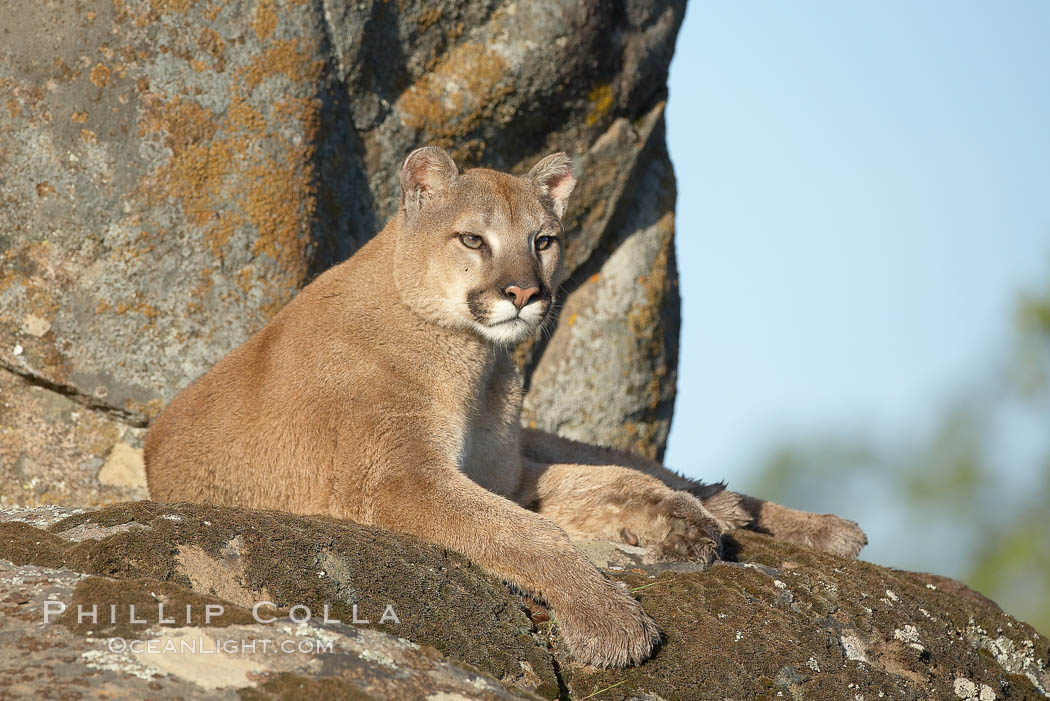 Mountain lion, Sierra Nevada foothills, Mariposa, California, Puma concolor