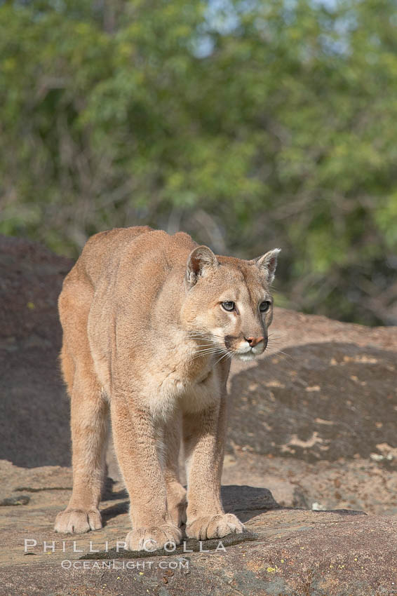 Mountain lion, Sierra Nevada foothills, Mariposa, California., Puma concolor, natural history stock photograph, photo id 15797