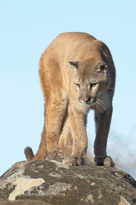 Mountain lion, Sierra Nevada foothills, Mariposa, California, Puma concolor