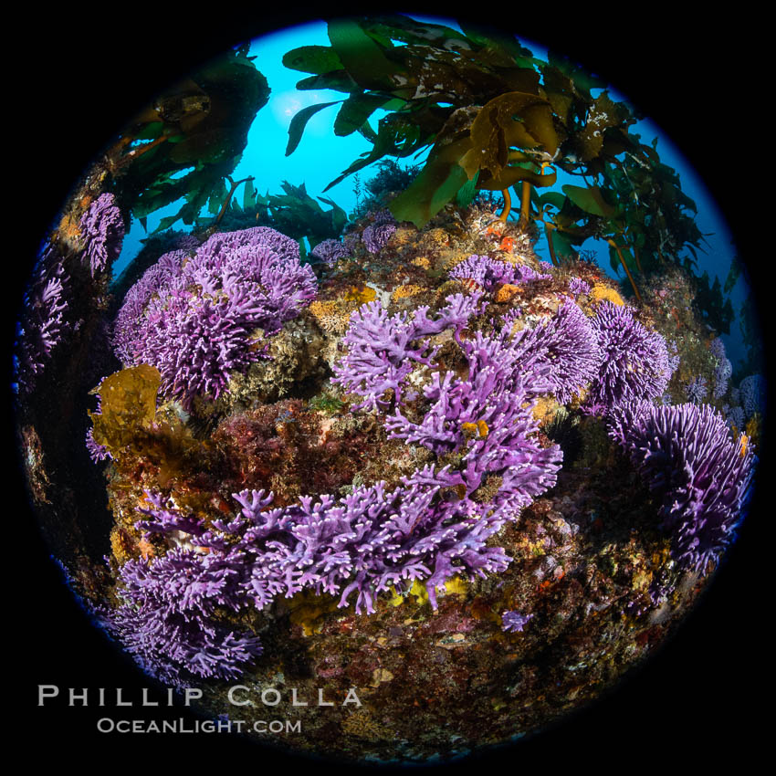California reef covered with purple hydrocoral (Stylaster californicus, Allopora californica). Catalina Island, USA, Allopora californica, Stylaster californicus, natural history stock photograph, photo id 37174