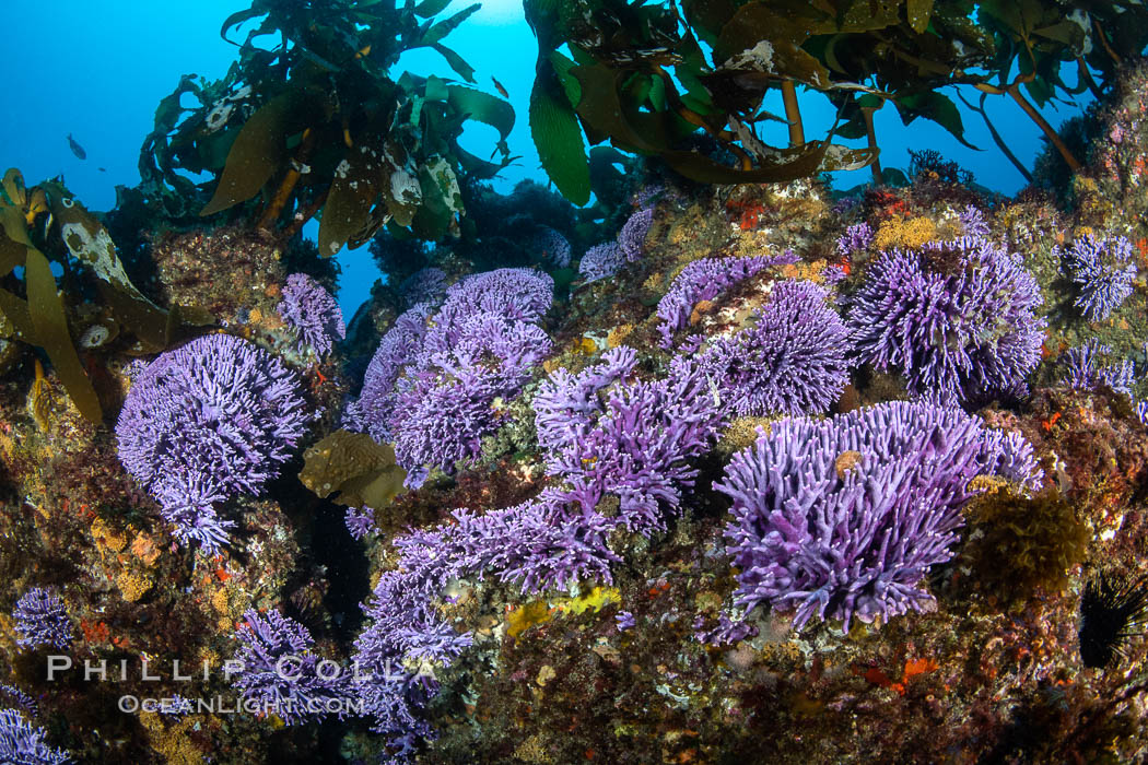 California reef covered with purple hydrocoral (Stylaster californicus, Allopora californica), Farnsworth Banks. Catalina Island, USA, Allopora californica, Stylaster californicus, natural history stock photograph, photo id 37177