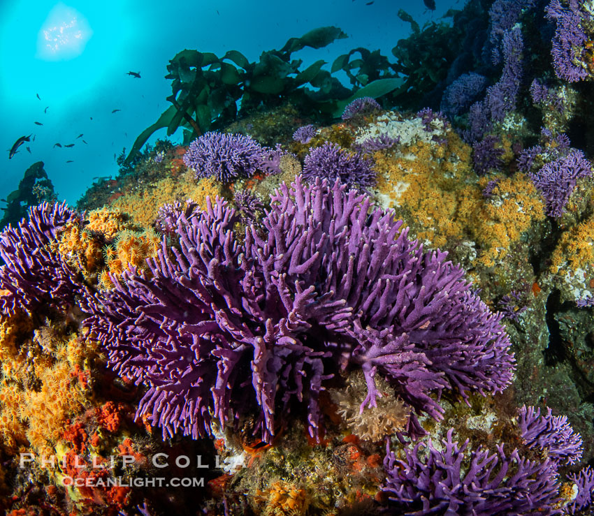 Purple hydrocoral Stylaster californicus, Farnsworth Banks, Catalina Island, California. USA, natural history stock photograph, photo id 39534