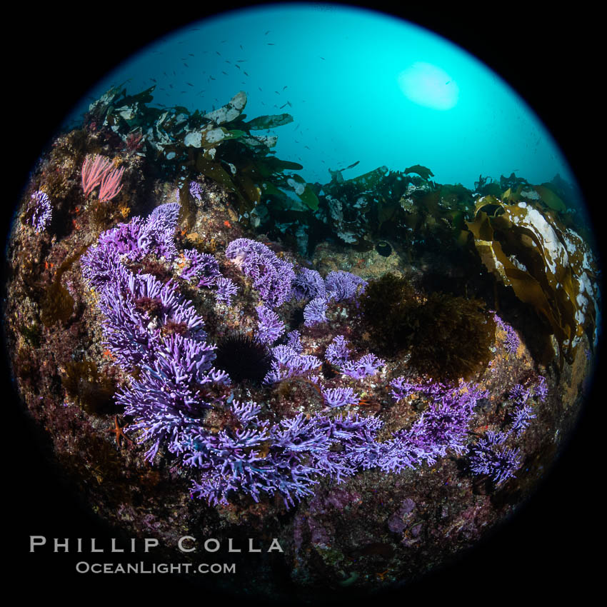 Purple hydrocoral  Stylaster californicus, Farnsworth Banks, Catalina Island, California. USA, Allopora californica, Stylaster californicus, natural history stock photograph, photo id 37264