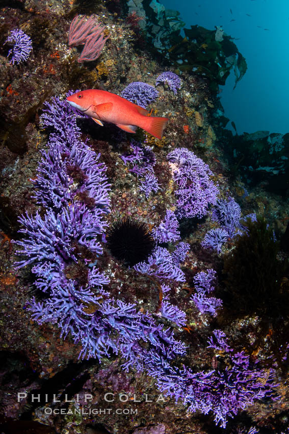 Purple hydrocoral  Stylaster californicus, Farnsworth Banks, Catalina Island, California. USA, Allopora californica, Stylaster californicus, natural history stock photograph, photo id 37265