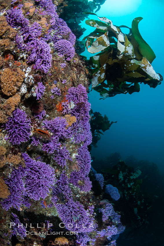 Purple hydrocoral  Stylaster californicus, Farnsworth Banks, Catalina Island, California. USA, Allopora californica, Stylaster californicus, natural history stock photograph, photo id 37273