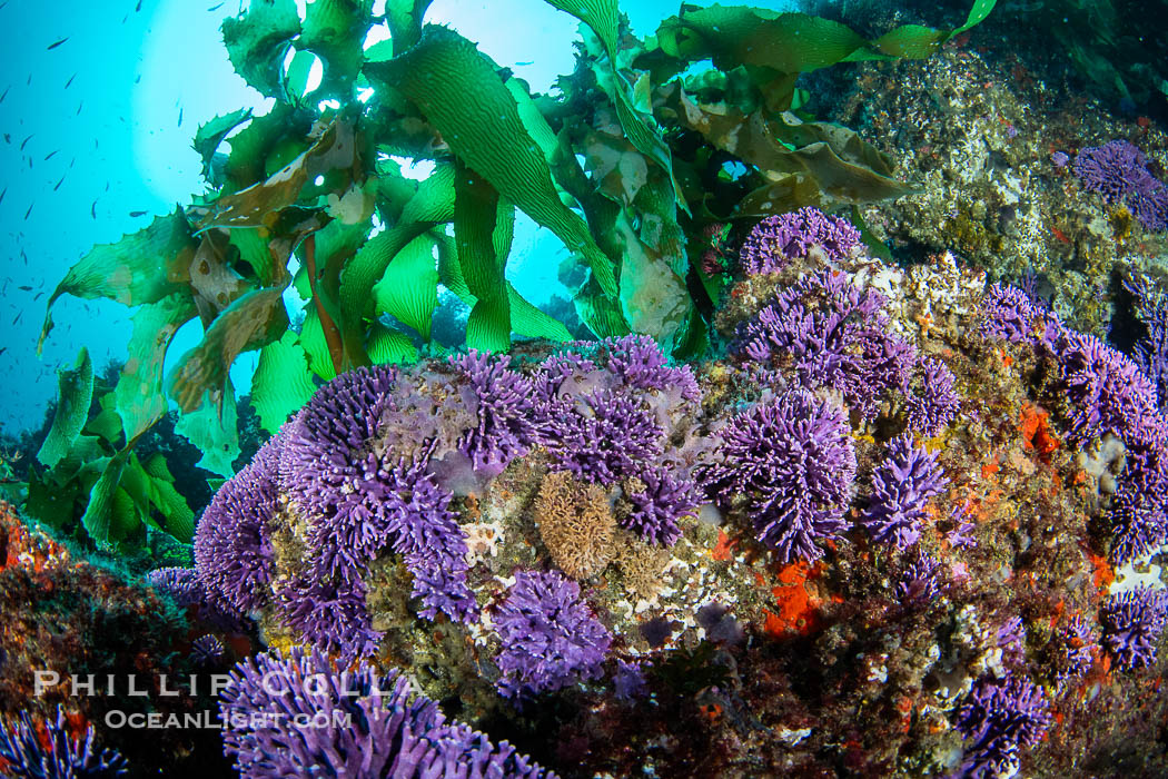 Purple hydrocoral Stylaster californicus, Farnsworth Banks, Catalina Island, California. USA, natural history stock photograph, photo id 39537