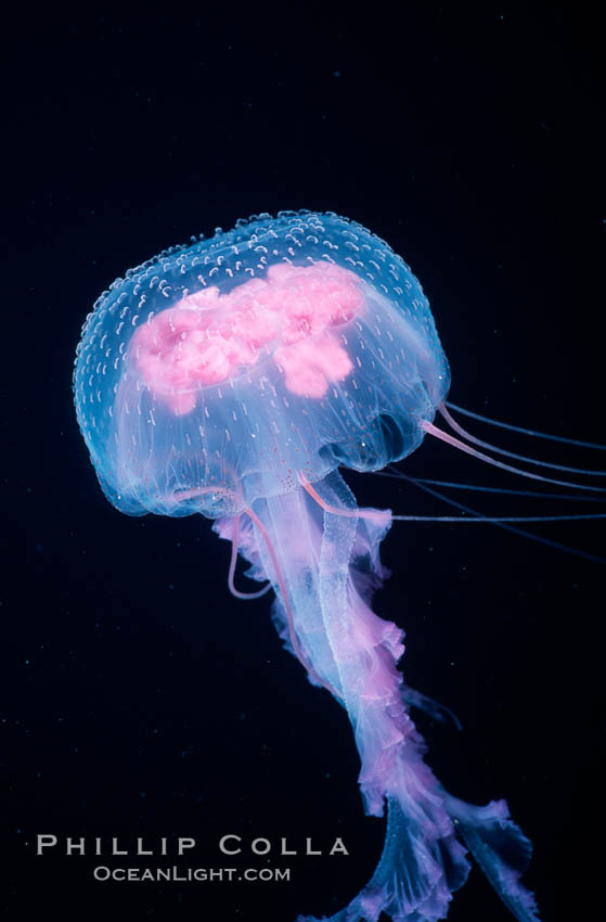Purple jellyfish, open ocean. Guadalupe Island (Isla Guadalupe), Baja California, Mexico, Pelagia noctiluca, natural history stock photograph, photo id 06209