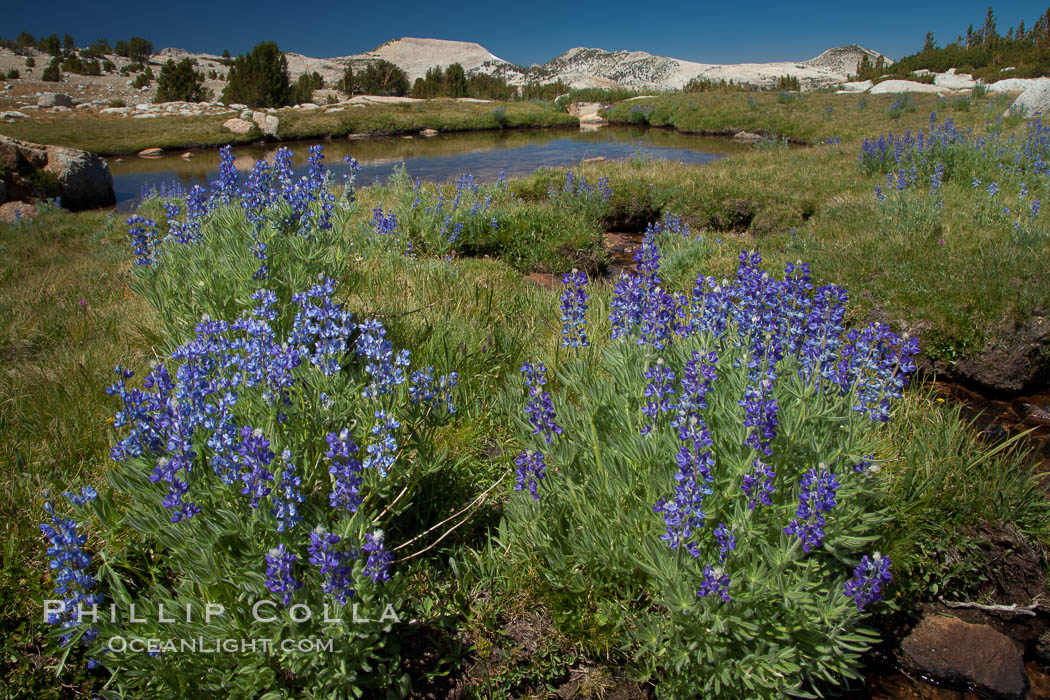 Purple lupine flowers bloom in  late summer, along a stream that feeds to Lake Evelyn  in the high Sierra Nevada near Vogelsang High Sierra Camp. Yosemite National Park, California, USA, natural history stock photograph, photo id 25763