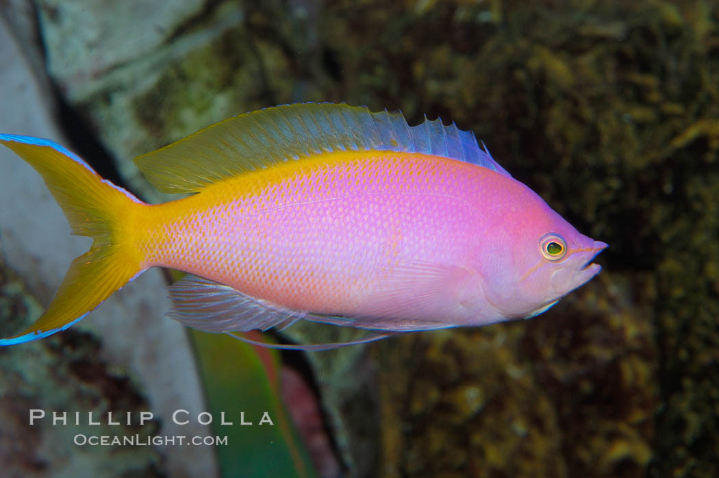 Purple Queen anthias, female., Pseudanthias pascalus, natural history stock photograph, photo id 08882