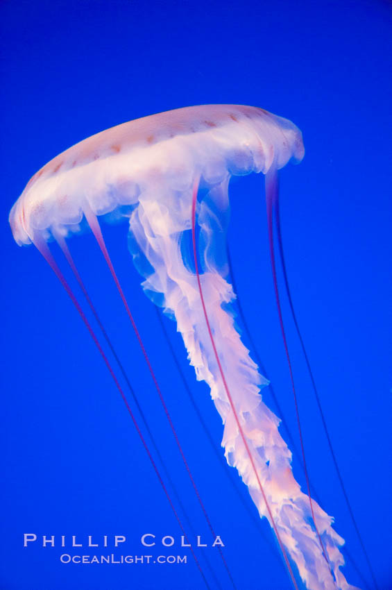 Purple-striped jelly., Chrysaora colorata, natural history stock photograph, photo id 14058