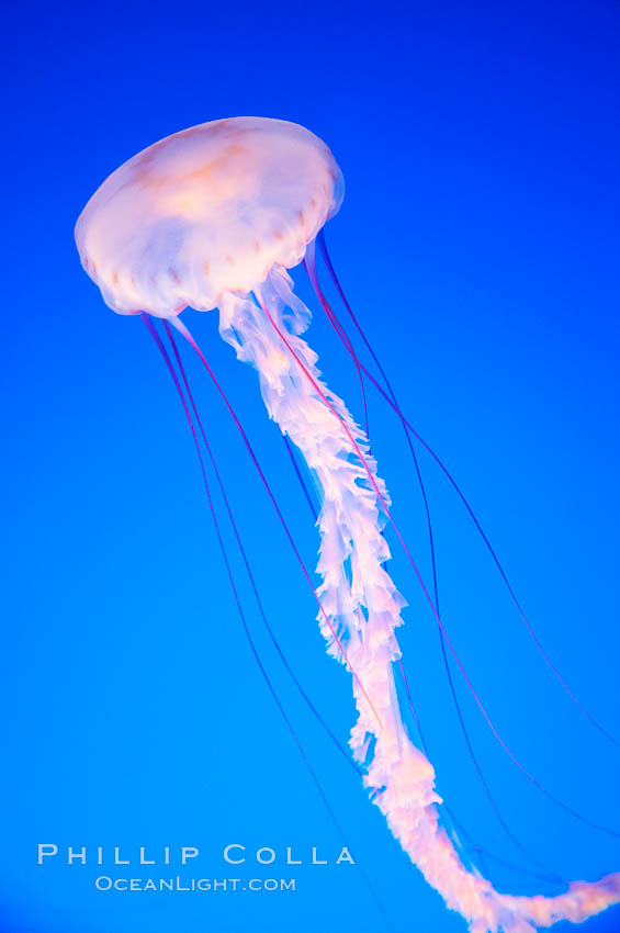 Purple-striped jelly., Chrysaora colorata, natural history stock photograph, photo id 14060