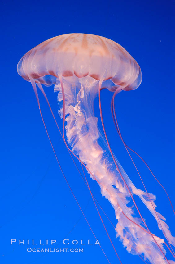 Purple-striped jelly., Chrysaora colorata, natural history stock photograph, photo id 08971