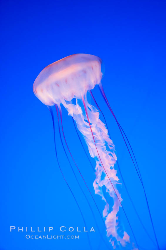 Purple-striped jelly., Chrysaora colorata, natural history stock photograph, photo id 14059