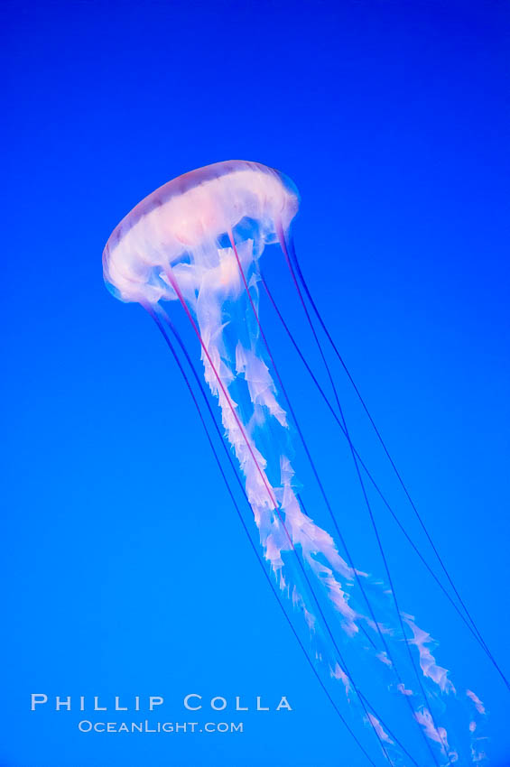 Purple-striped jelly., Chrysaora colorata, natural history stock photograph, photo id 14063