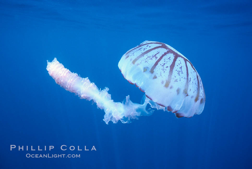 Purple-striped jellyfish. San Diego, California, USA, Chrysaora colorata, natural history stock photograph, photo id 03777