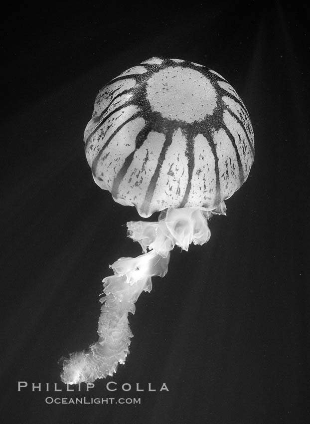 Purple-striped jellyfish. San Diego, California, USA, Chrysaora colorata, natural history stock photograph, photo id 06125