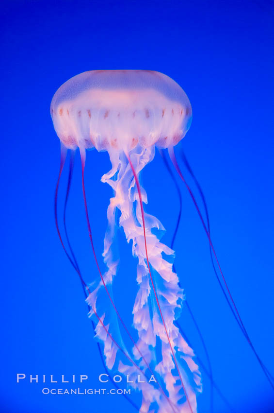 Purple-striped jelly., Chrysaora colorata, natural history stock photograph, photo id 14061