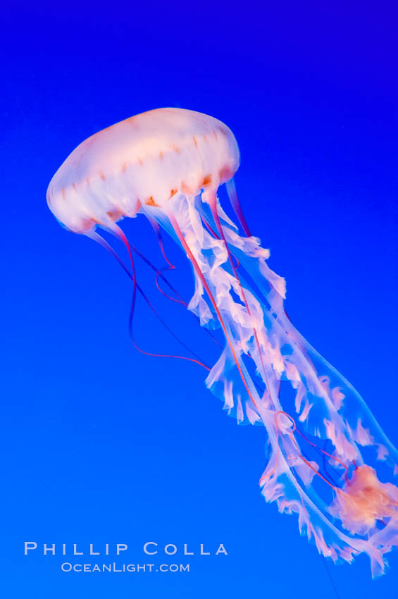 Purple-striped jelly., Chrysaora colorata, natural history stock photograph, photo id 14921