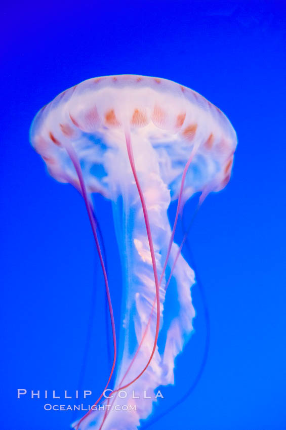 Purple-striped jelly., Chrysaora colorata, natural history stock photograph, photo id 14925