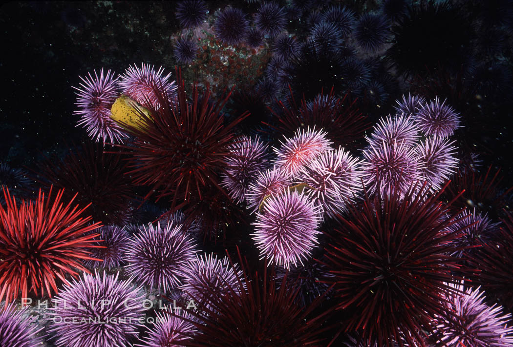Purple and red urchins. Santa Barbara Island, California, USA, Strogylocentrotus franciscanus, Strongylocentrotus purpuratus, natural history stock photograph, photo id 04726