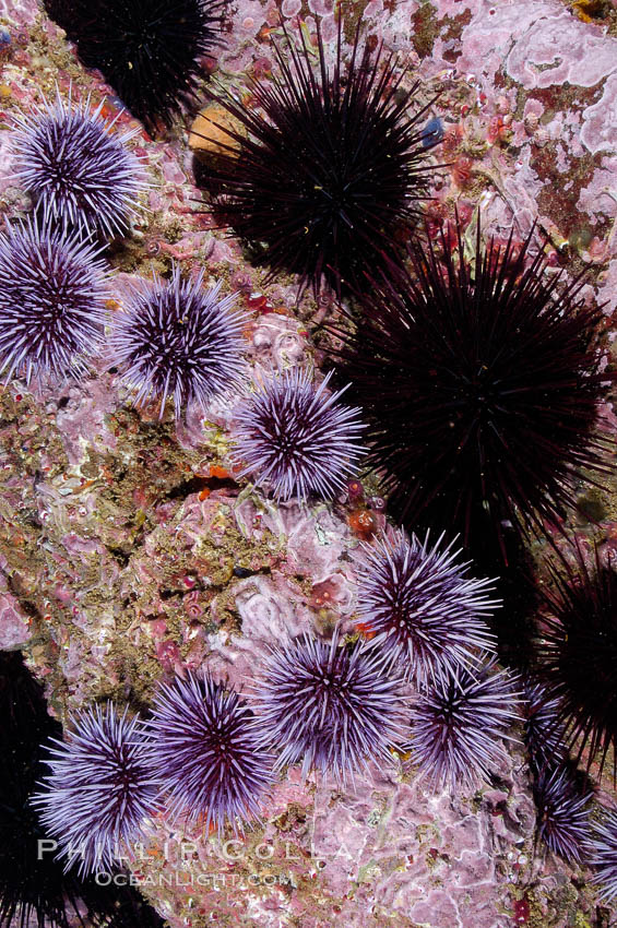 Purple and black sea urchins on a rocky reef.  The urchins will clear all kelp off a reef if their population is not held in balance by predictors.  Santa Barbara Island. California, USA, Strongylocentrotus purpuratus, natural history stock photograph, photo id 10142