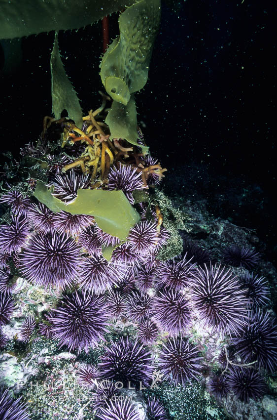 Purple urchins destroying/eating giant kelp holdfast. Santa Barbara Island, California, USA, Macrocystis pyrifera, Strongylocentrotus purpuratus, natural history stock photograph, photo id 03403