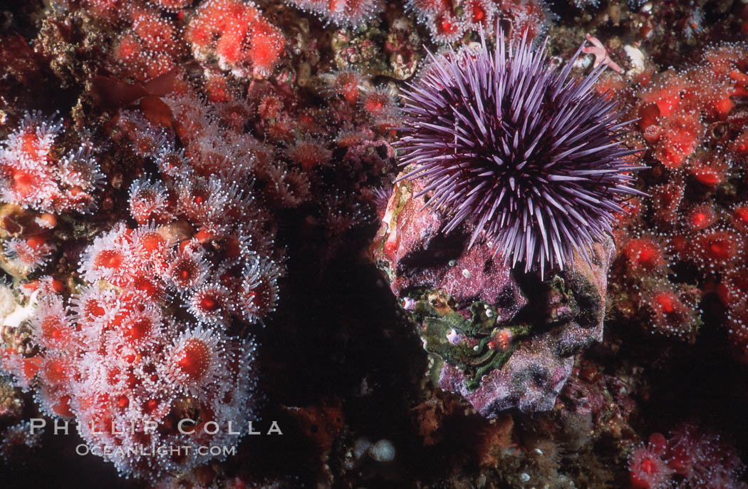 Purple urchin and strawberry anemones on rocky California reef. USA, Corynactis californica, Strongylocentrotus purpuratus, natural history stock photograph, photo id 03799