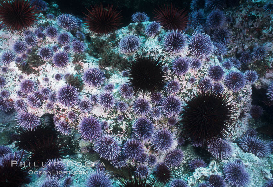 Purple and red urchins. Santa Barbara Island, California, USA, Strogylocentrotus franciscanus, Strongylocentrotus purpuratus, natural history stock photograph, photo id 04727