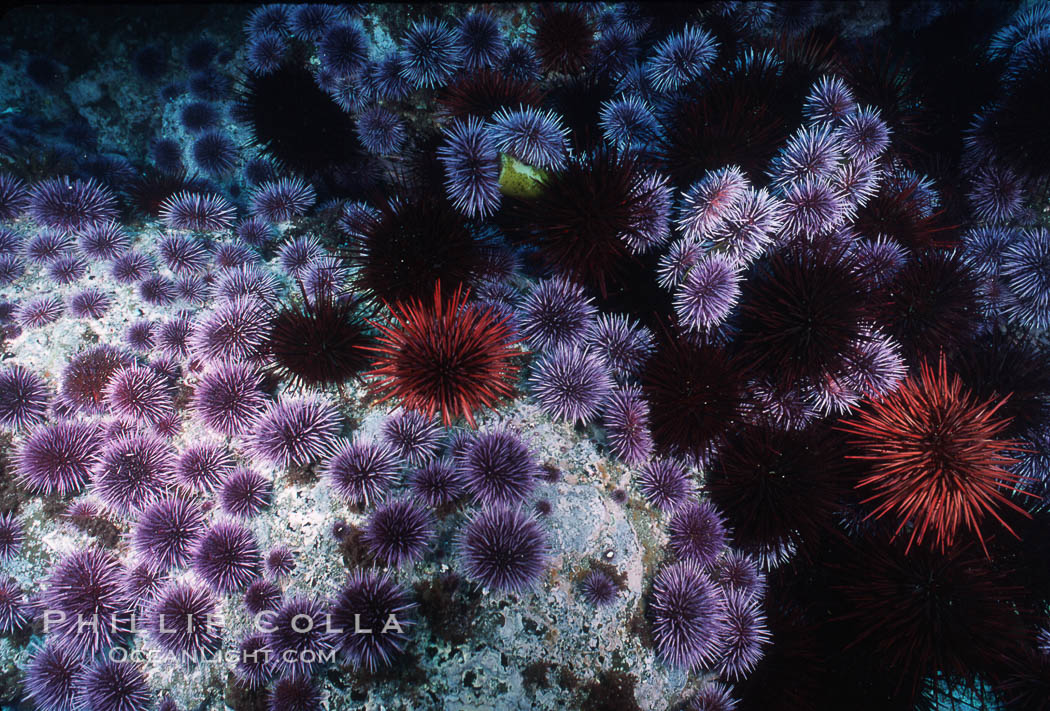 Purple and red urchins. Santa Barbara Island, California, USA, Strogylocentrotus franciscanus, Strongylocentrotus purpuratus, natural history stock photograph, photo id 04729