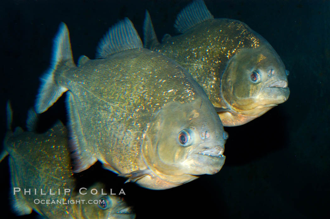 Red piranha, a fierce predatory freshwater fish native to South American rivers.  Its reputation for deadly attacks is legend., Pygocentrus nattereri, natural history stock photograph, photo id 09816