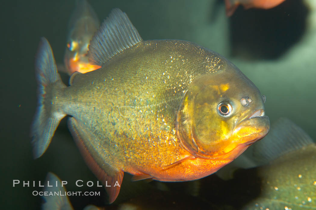 Red-bellied piranha.  The piranhas teeth are so sharp that Amazonian Indians use them as knives.  Each tooth has sawlike edges that allow the fish to slice through prey.  The teeth are continually replaced throughout the piranhas life.  Piranhas are illegal to import, sell or own in California., Pygocentrus nattereri, natural history stock photograph, photo id 13959