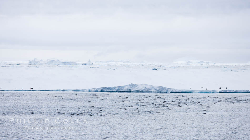 Adelie Penguins on fast ice, along the shore of Paulet Island. Antarctic Peninsula, Antarctica, Pygoscelis adeliae, natural history stock photograph, photo id 24910