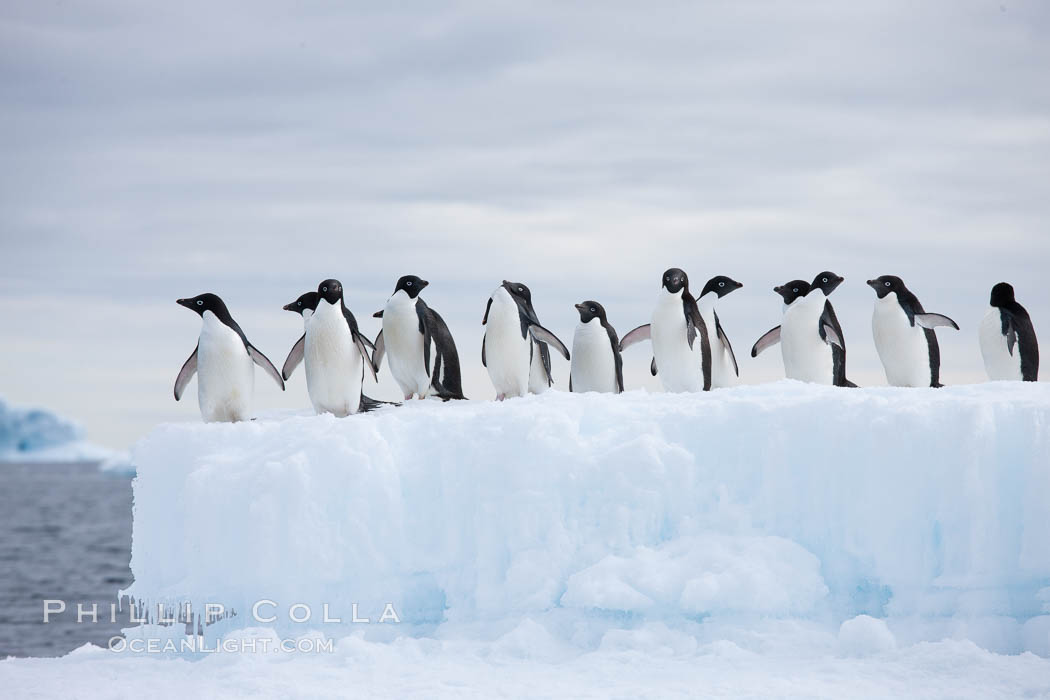Adelie penguins, in a line, standing on an iceberg, Pygoscelis adeliae, Paulet Island