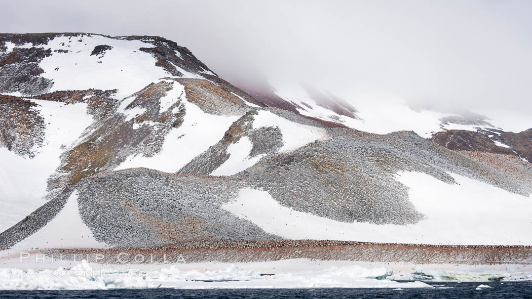 Enormous colony of Adelie penguins covers the hillsides of Paulet Island. Antarctic Peninsula, Antarctica, Pygoscelis adeliae, natural history stock photograph, photo id 24836