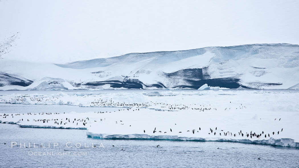 Adelie Penguins on fast ice, along the shore of Paulet Island. Antarctic Peninsula, Antarctica, Pygoscelis adeliae, natural history stock photograph, photo id 24907