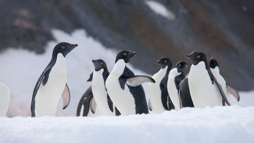 A group of Adelie penguins, on packed snow. Paulet Island, Antarctic Peninsula, Antarctica, Pygoscelis adeliae, natural history stock photograph, photo id 25019