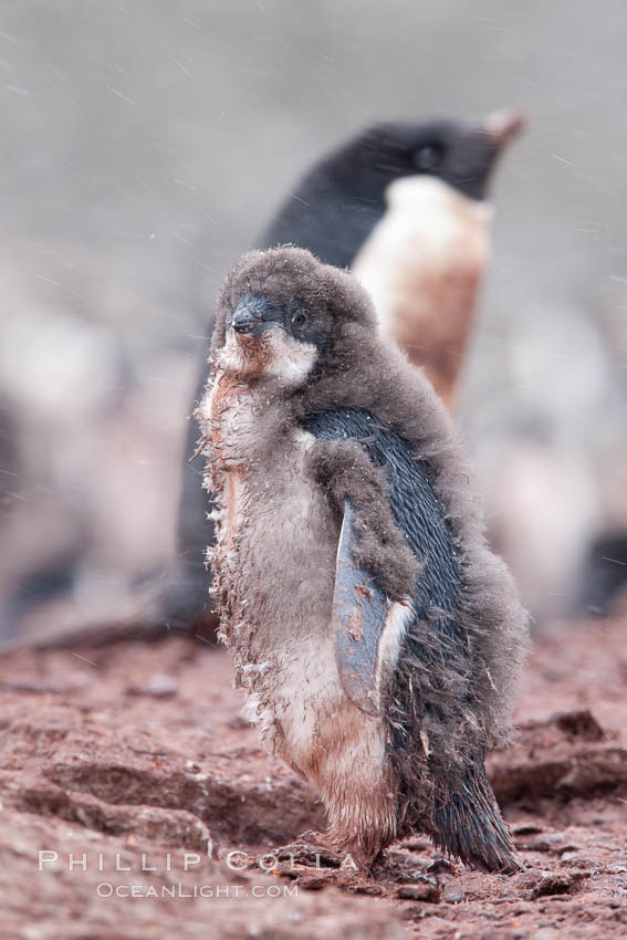 Adelie penguins chick, Shingle Cove. Coronation Island, South Orkney Islands, Southern Ocean, Pygoscelis adeliae, natural history stock photograph, photo id 25171