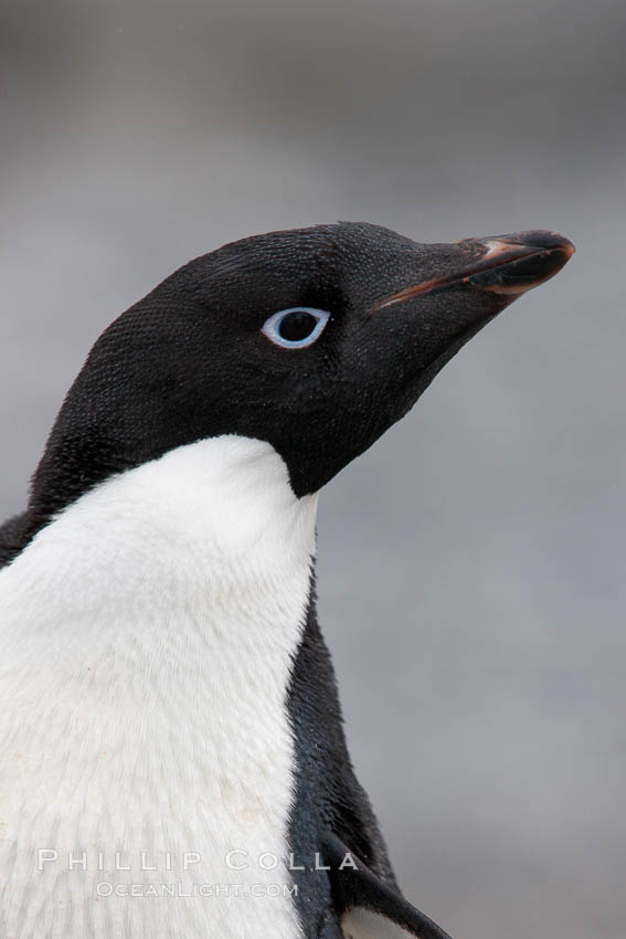 Adelie penguin, head portrait. Shingle Cove, Coronation Island, South Orkney Islands, Southern Ocean, Pygoscelis adeliae, natural history stock photograph, photo id 25089