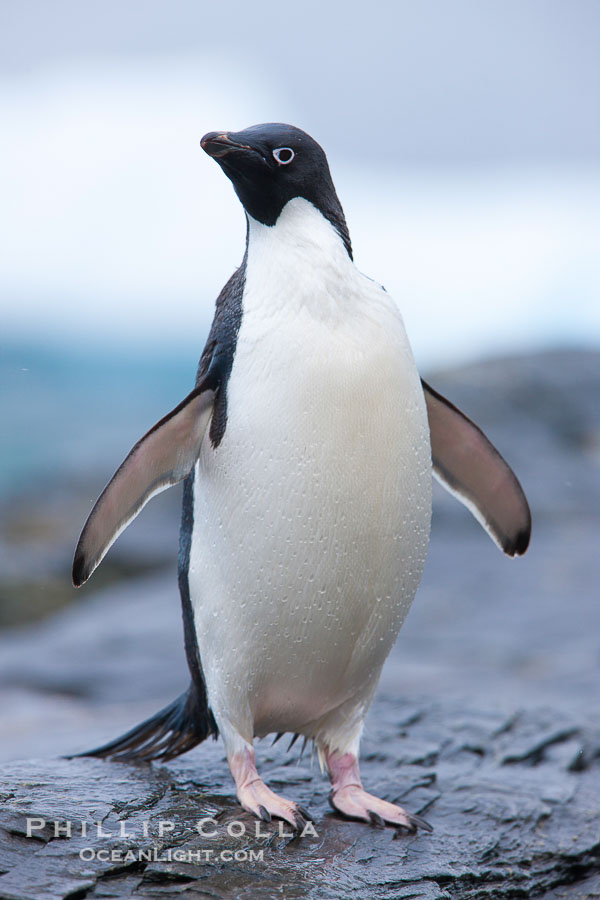 Adelie penguin, on rocky shore, leaving the ocean after foraging for food, Shingle Cove., Pygoscelis adeliae, natural history stock photograph, photo id 25181