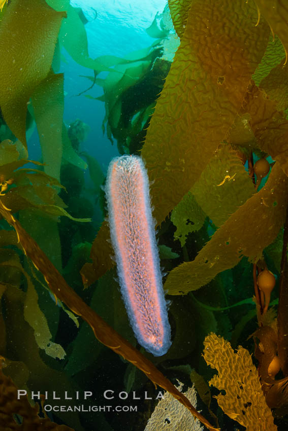 Pyrosome in Kelp Forest, Santa Barbara Island. California, USA, Pyrosoma, natural history stock photograph, photo id 35826