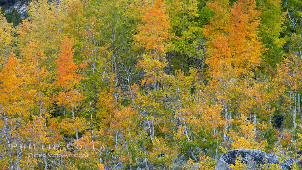 Aspen trees, create a collage of autumn colors on the sides of Rock Creek Canyon, fall colors of yellow, orange, green and red. Rock Creek Canyon, Sierra Nevada Mountains, California, USA, Populus tremuloides, natural history stock photograph, photo id 23354