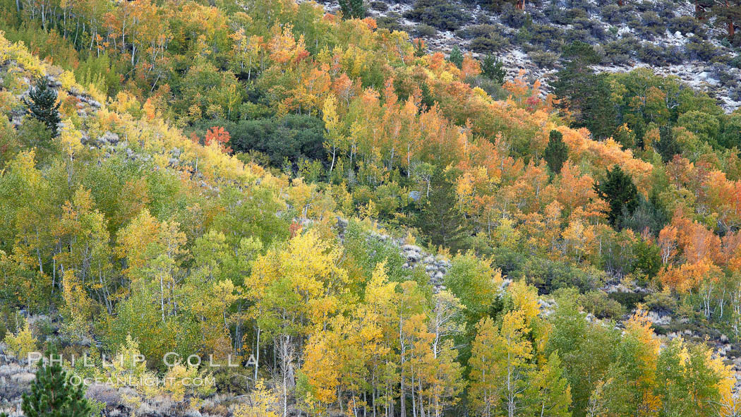 Aspen trees, create a collage of autumn colors on the sides of Rock Creek Canyon, fall colors of yellow, orange, green and red. Rock Creek Canyon, Sierra Nevada Mountains, California, USA, Populus tremuloides, natural history stock photograph, photo id 23348