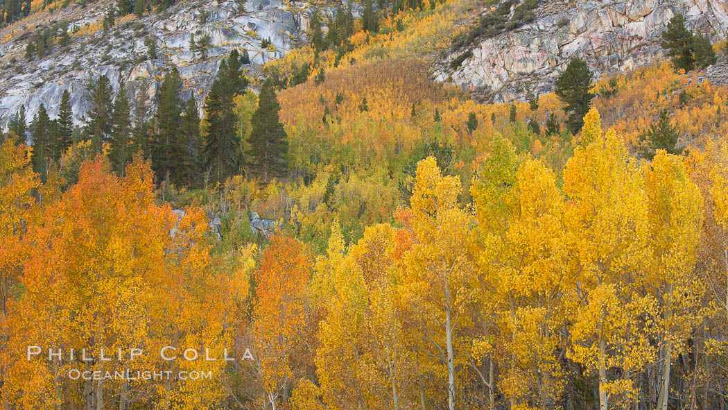 Aspen trees turning yellow in autumn, fall colors in the eastern sierra. Bishop Creek Canyon, Sierra Nevada Mountains, California, USA, Populus tremuloides, natural history stock photograph, photo id 23352