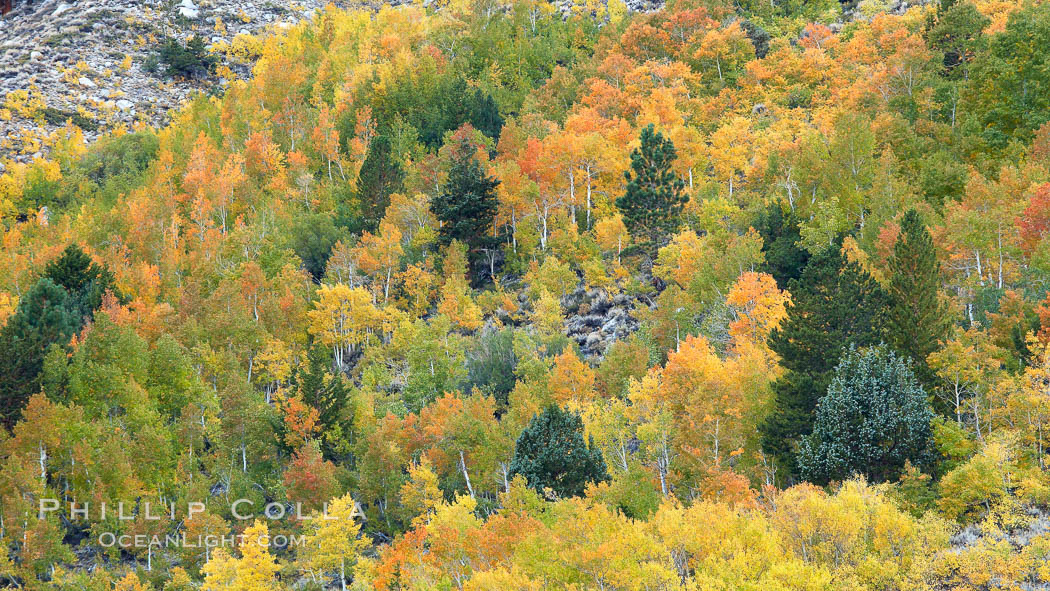 Aspen trees, create a collage of autumn colors on the sides of Rock Creek Canyon, fall colors of yellow, orange, green and red. Rock Creek Canyon, Sierra Nevada Mountains, California, USA, Populus tremuloides, natural history stock photograph, photo id 23364