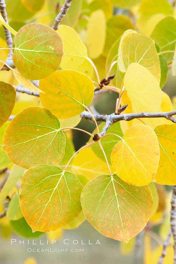 Closeup of aspen leaves as they turn yellow in autumn. Rock Creek Canyon, Sierra Nevada Mountains, California, USA, Populus tremuloides, natural history stock photograph, photo id 23363