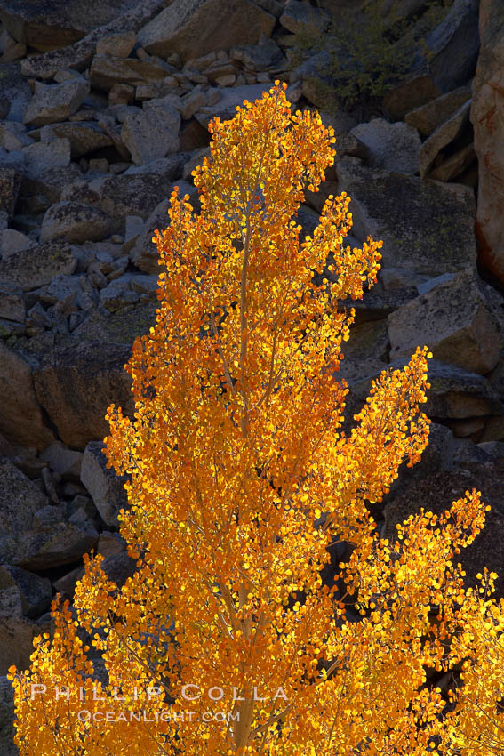 Aspen trees turning yellow in autumn, fall colors in the eastern sierra. Bishop Creek Canyon, Sierra Nevada Mountains, California, USA, Populus tremuloides, natural history stock photograph, photo id 23345