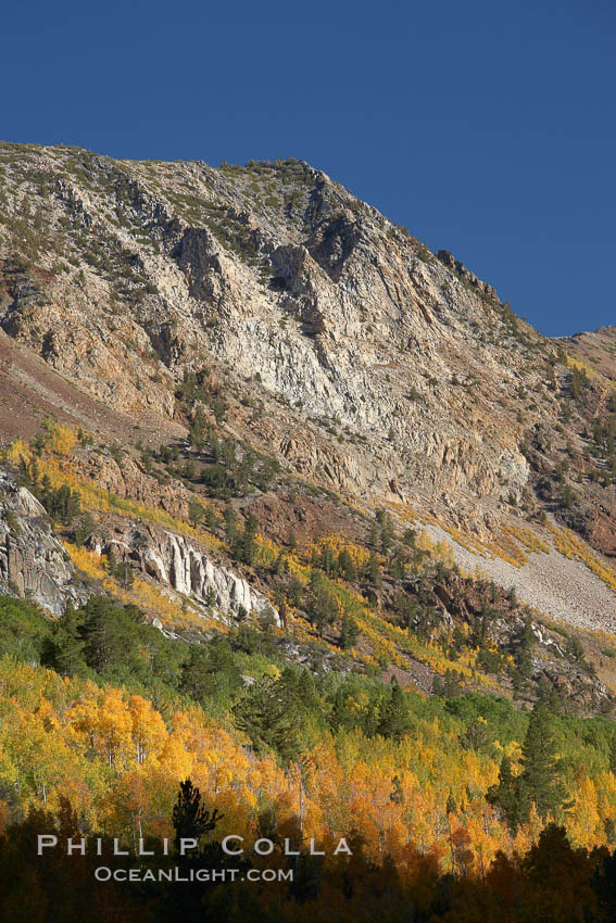 The Hunchback, a peak rising above the South Fork of Bishop Creek Canyon, with yellow and orange aspen trees changing to their fall colors. Bishop Creek Canyon, Sierra Nevada Mountains, California, USA, Populus tremuloides, natural history stock photograph, photo id 23361