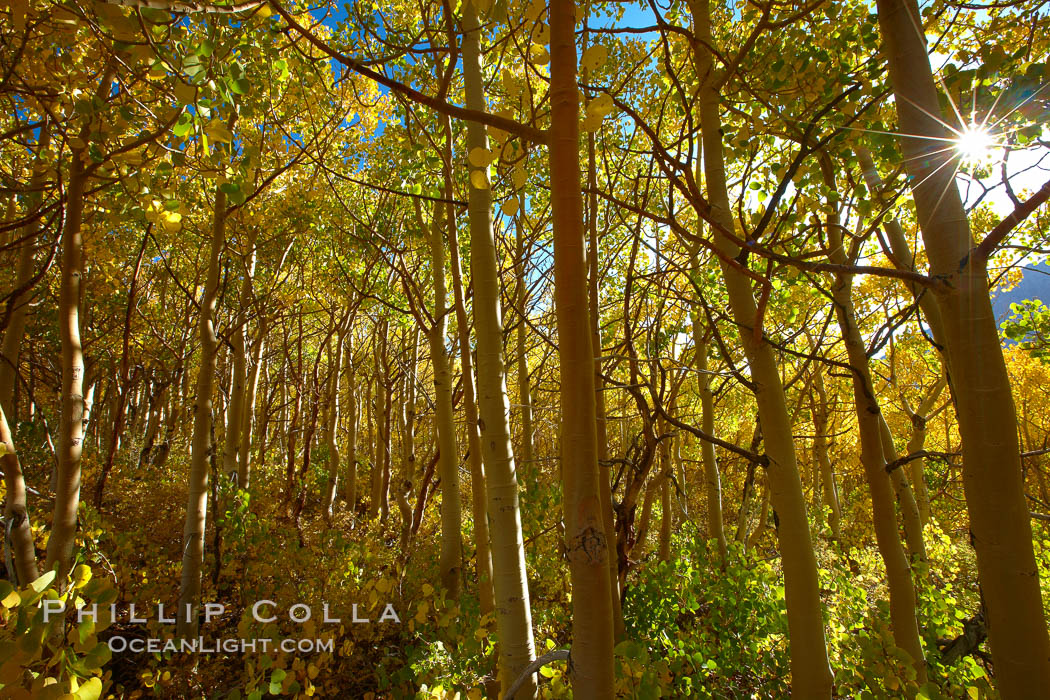 Inside a grove of young yellow aspen trees, in autumn. Bishop Creek Canyon, Sierra Nevada Mountains, California, USA, Populus tremuloides, natural history stock photograph, photo id 23334