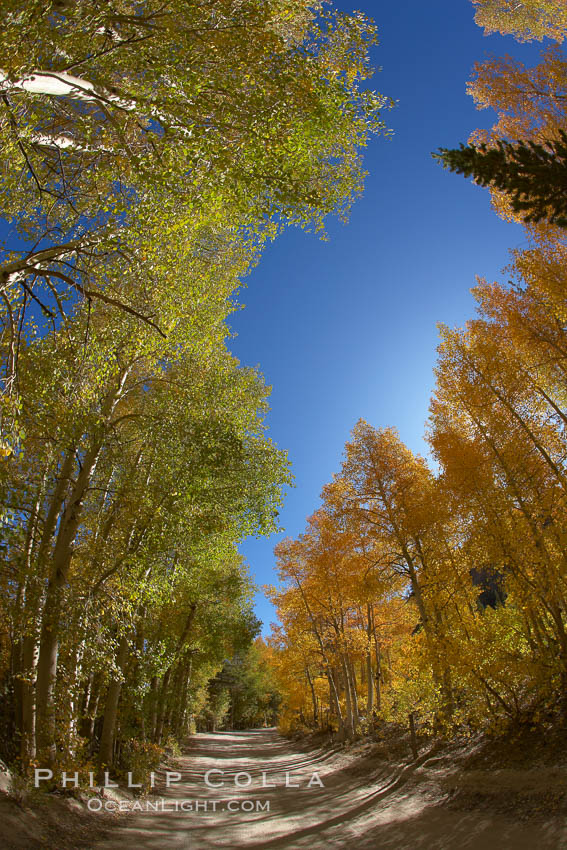 A tunnel of aspen trees, on a road alongside North Lake. The aspens on the left are still green, while those on the right are changing to their fall colors of yellow and orange. Why the difference?, Populus tremuloides, Bishop Creek Canyon, Sierra Nevada Mountains